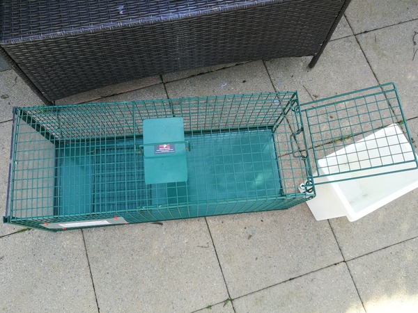 Using a cat trap to catch semi ferals