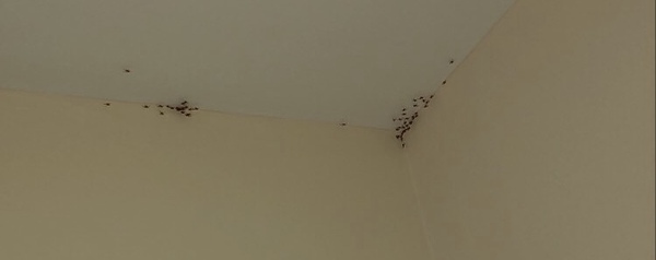 Arachnophobia