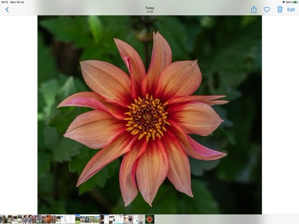 How can I get more flowers on my Dahlias?