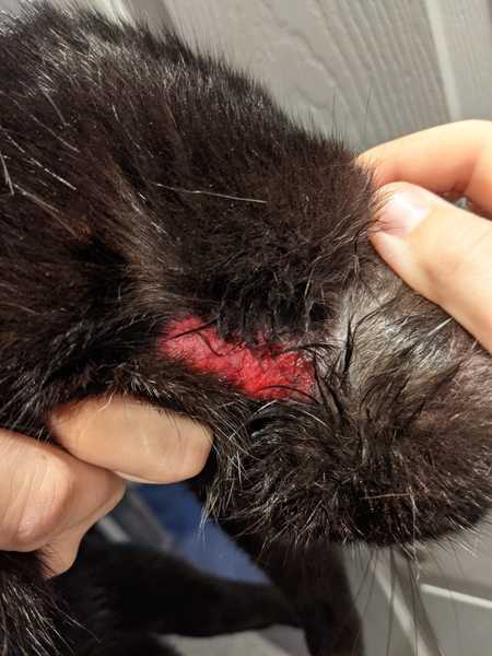 Can't won't stop scratching (picture warning)