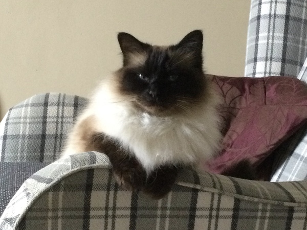 Indoor cat breed help