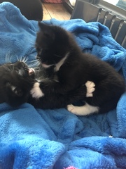 Kitten names!!