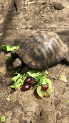 My 55 year old tortoise is poorly!
