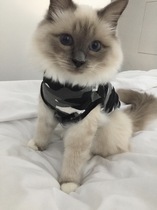 help! kitten won't wear surgical collar
