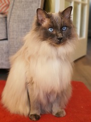 Indoor cat breed help