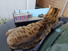 Thug cat part 4.  After all, it's not my Axminster.