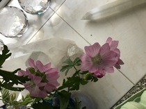 Any Witches Here? Part 15