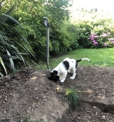 Puppy survival thread September and the pups just want to eat all the leaves!