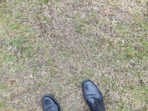 Pimping up this worn lawn