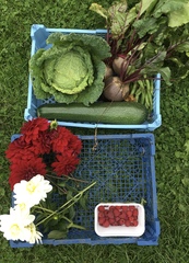 Allotment/Veg patch Thread 17 - onwards and upwards