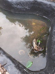 New pond