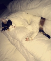To ask DP to move out because of his cat…