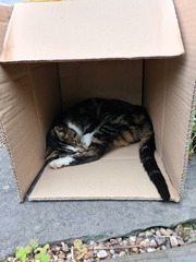 Stray cat. Thyroid. Costs