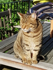 Thug cat part 4.  After all, it's not my Axminster.