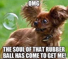 Funny Meme's
