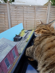 Thug cat part 4.  After all, it's not my Axminster.
