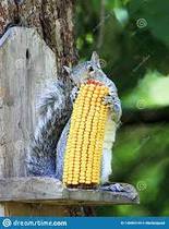 Squirrels eating my sweetcorn