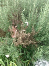 Can anyone tell me what is wrong with my rosemary?