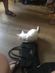 Small cats