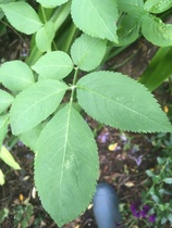 Plant ID please - is this a dahlia?