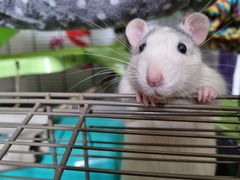 Do people hate pet rats/rodents that much?