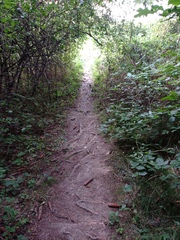 Walking for exercise/ mental and physical health/ as a hobby