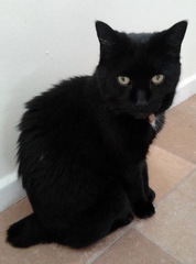 My cats had his tail amputated
