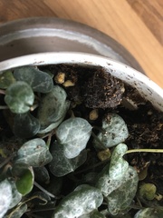 Is this fungus damaging the plant?