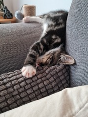 New Kitten After Heartbreak