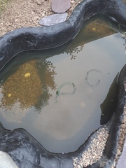 New pond