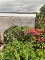 new gardener - south facing border help (Scotland)