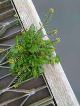 Can anyone help ID this wild flowering plant please?