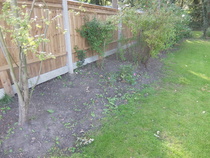 Turning over a long-neglected border for planting