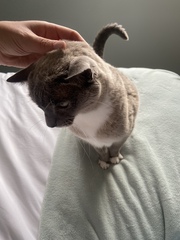 To get a cat when I don’t like cats?