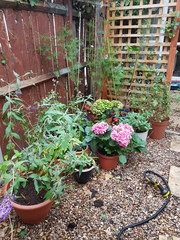Loss with this garden