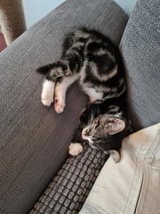 New Kitten After Heartbreak