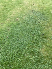 Slugs all over our grass!