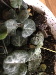 Is this fungus damaging the plant?