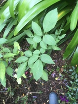 Plant ID please - is this a dahlia?