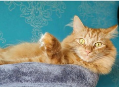 cat tower for top floor flat?