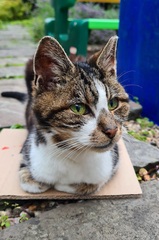 Stray cat. Thyroid. Costs