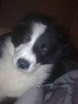 I don't like my puppy