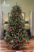 Christmas Tree World Ultra Mountain Pine or Woodland Pine?