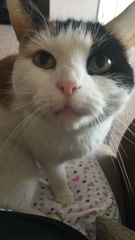 To ask DP to move out because of his cat…