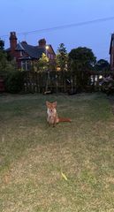 We have a fox family in our garden