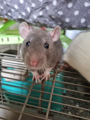 Do people hate pet rats/rodents that much?
