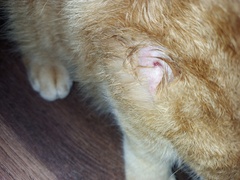What is this on my cat?