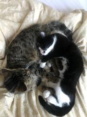 Best kitten photo ever
