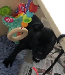 Puppy survival thread September and the pups just want to eat all the leaves!
