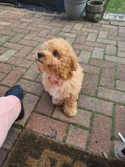 Cavapoochon - what does yours look like?